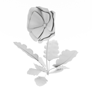 Pojedynczy bratek - 3