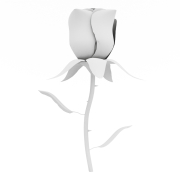 Róża Elegancji - 1