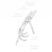 Szkielet Dłoni - 1