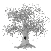 Drzewo z dziuplą - 1