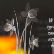 Żonkil 3D - widok z bliska