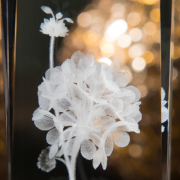 Pelargonia 3D » Kwiat Szczęścia «