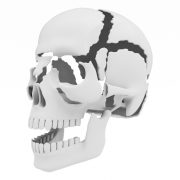 Ludzka czaszka #3
