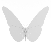 Piękny motyl