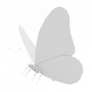 Piękny motyl - 3