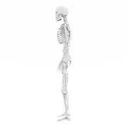 Szkielet człowieka #2