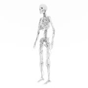Szkielet człowieka #3