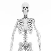 Szkielet człowieka #4