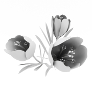 Krokusy - 3