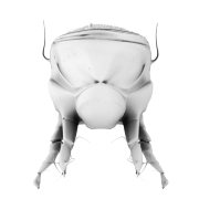Szpeciel - 1