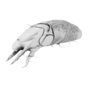 Szpeciel - 2