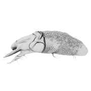 Szpeciel - 3