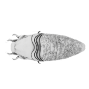 Szpeciel - 4