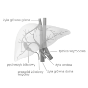 Wątroba - 1