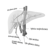 Wątroba - 2
