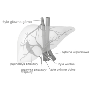 Wątroba - 3