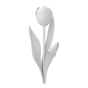 Tulipan - 1