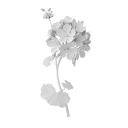 Pelargonia - 1