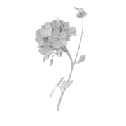 Pelargonia - 2
