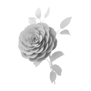 Kamelia - 2