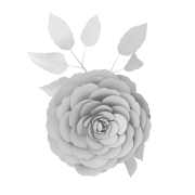 Kamelia - 3