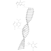 DNA