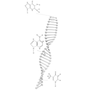 DNA #2