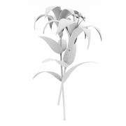 Lilie - 1