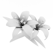 Lilie -3