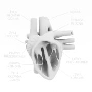 Model anatomiczny serca