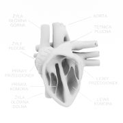 Model anatomiczny serca