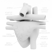 Model anatomiczny serca - 2
