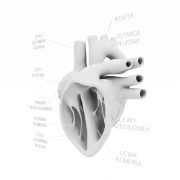 Model anatomiczny serca - 3