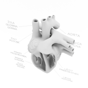 Model anatomiczny serca - 4