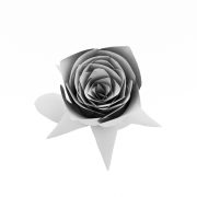 Róża Elegancji - 3