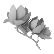 Magnolia - 3