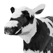 Krowa - 3