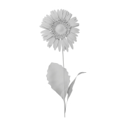 Gerbera - 1