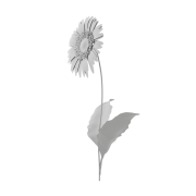 Gerbera - 2