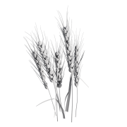 3R16_rnd_2