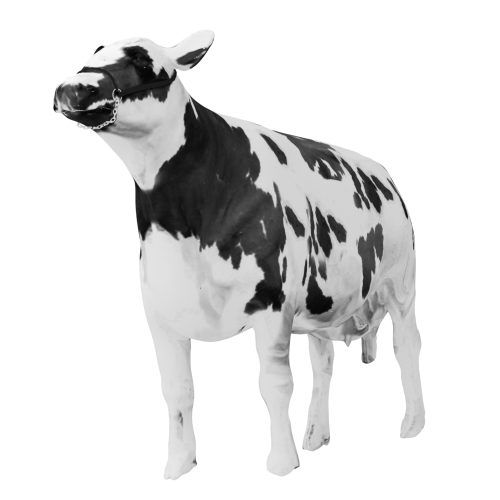 Krowa - 1