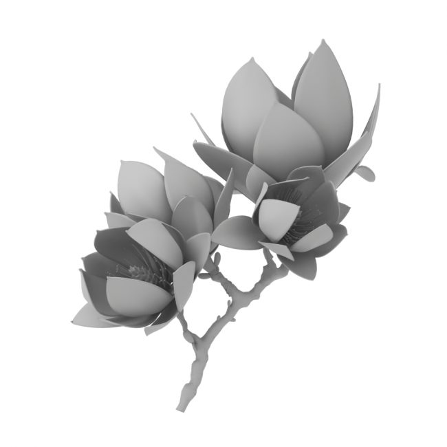 Magnolia - 1